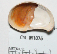 Crepidula norrisiarum