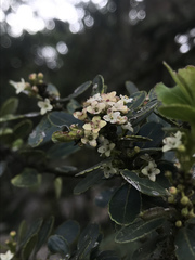 Ilex kunthiana