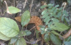 Gerrhonotus liocephalus