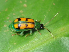 Diabrotica viridicollis