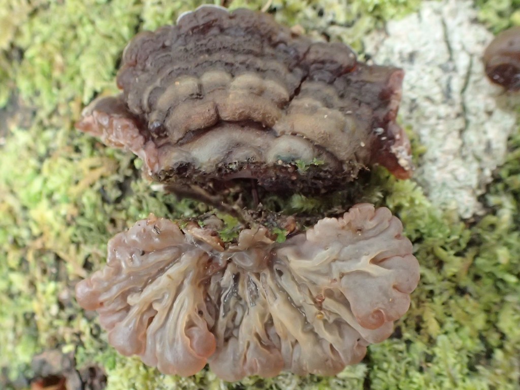 Auricularia brasiliana · October 2018 · photo: © heimatlos (iNaturalist, cc0)