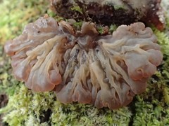 Auricularia brasiliana