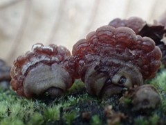 Auricularia brasiliana