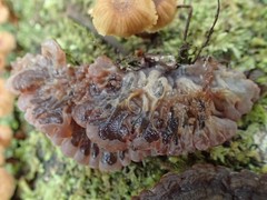 Auricularia brasiliana