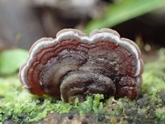Auricularia brasiliana