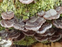 Auricularia brasiliana