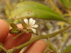 Scaevola beckii