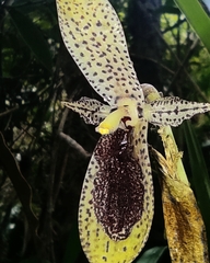 Pleurothallis punctulata