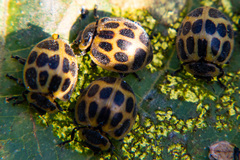 Epilachna paenulata