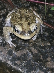 Rhinella horribilis