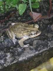 Rhinella horribilis