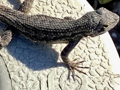 Sceloporus occidentalis