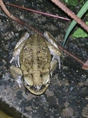 Rhinella horribilis