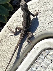 Sceloporus occidentalis