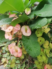 Euphorbia milii