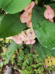 Euphorbia milii