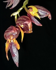Pleurothallis lindenii