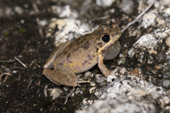 Litoria inermis