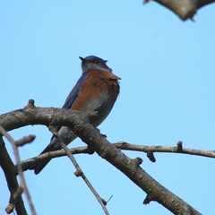 Sialia mexicana