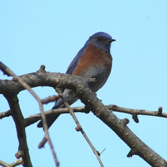 Sialia mexicana