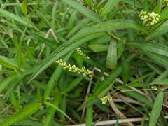 Persicaria subsessilis