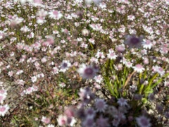 Actinotus forsythii