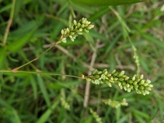 Persicaria subsessilis