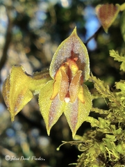 Lepanthes monoptera