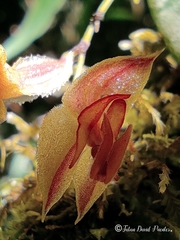 Lepanthes monoptera