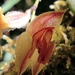 Lepanthes monoptera - Photo (c) David Puentes, some rights reserved (CC BY-NC-ND), uploaded by David Puentes