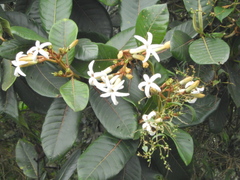 Ladenbergia macrocarpa