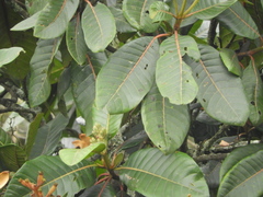 Ladenbergia macrocarpa