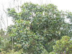 Ladenbergia macrocarpa