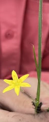 Hypoxis wrightii