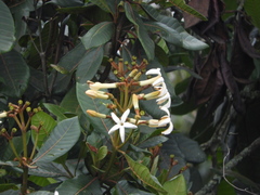 Ladenbergia macrocarpa