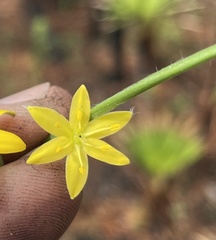 Hypoxis wrightii