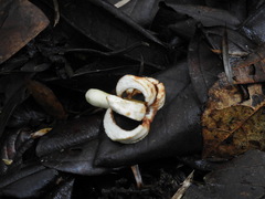 Ladenbergia macrocarpa