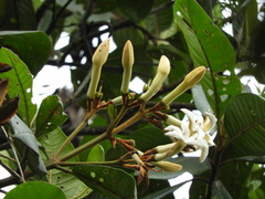 Ladenbergia macrocarpa