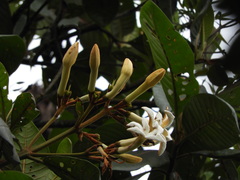 Ladenbergia macrocarpa