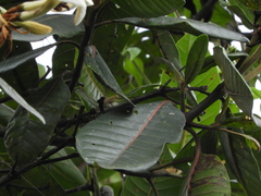 Ladenbergia macrocarpa