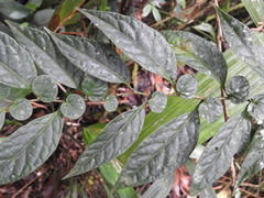 Capsicum dimorphum