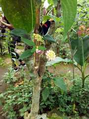 Heliconius erato cyrbia