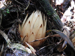 Langsdorffia hypogaea