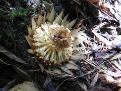 Langsdorffia hypogaea