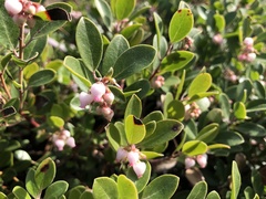Arctostaphylos franciscana