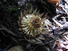 Langsdorffia hypogaea