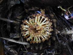 Langsdorffia hypogaea