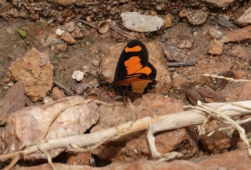 Acraea uvui