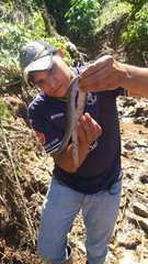 Dermophis mexicanus