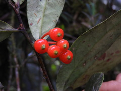 Psammisia pennellii